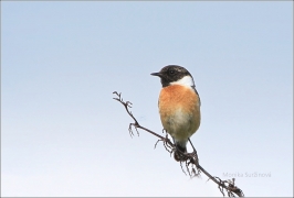 <p>BRAMBORNÍČEK ČERNOHLAVÝ (Saxicola torquata) sameček - okolí Rumburku</p>
